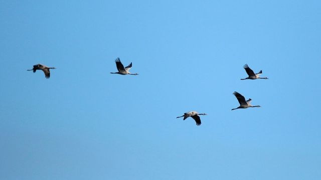 Detectado un brote de gripe aviar en una granja de la provincia de Lleida
