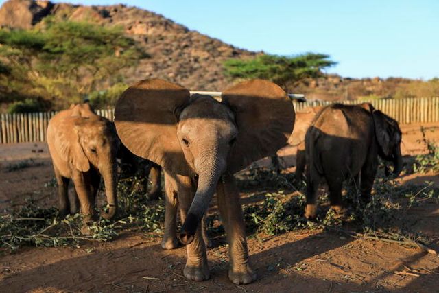 Kenya, crisi climatica: gli elefanti assaltano le fattorie