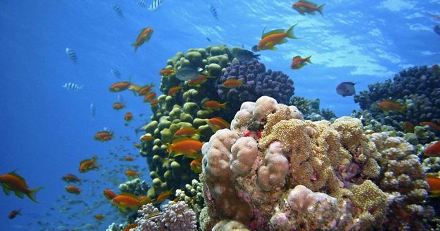 Глобалното затопляне заплашва Големия бариерен риф