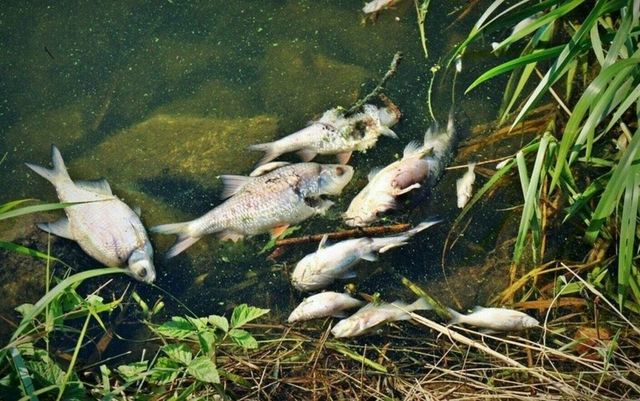 Dezastru ecologic, tone de pești morți. Autoritățile poloneze oferă recompensă pentru detalii care duc la cei care au otrăvit fluviul Oder