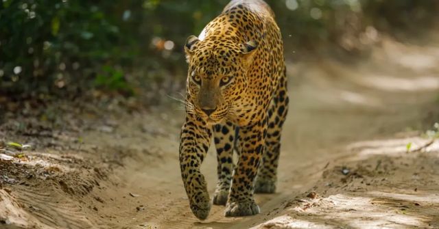 Českého mnicha na Srí Lance usmrtil levhart, tělo našli v jeskyni