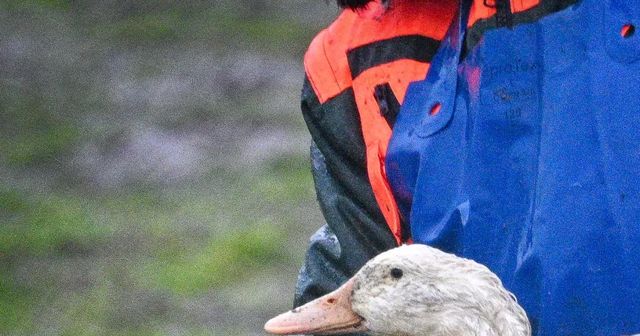 Bács-Kiskun vármegyében ismét igazolták a madárinfluenzát – közölte a Nébih