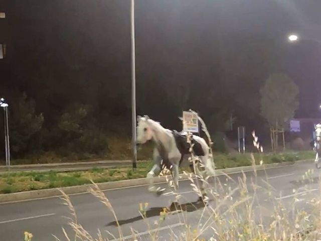 In fuga cavalli della parata 2 giugno, al galoppo sulla Colombo