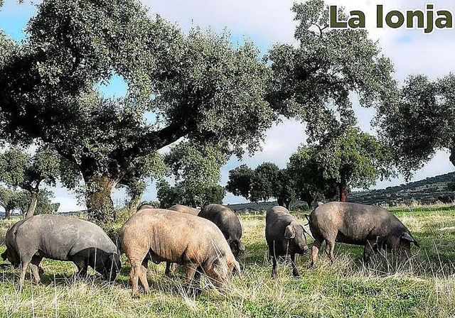 Lonja agropecuaria del jueves, 5 de marzo