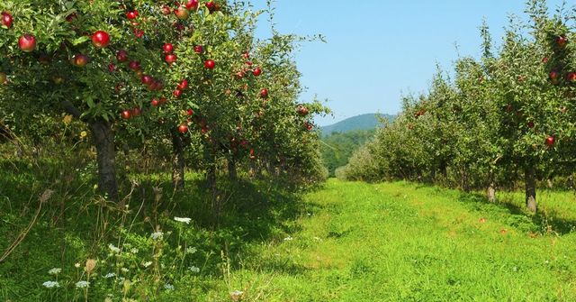 EK vyčlenila na pomoc českým ovocnářům přes 370 milionů korun