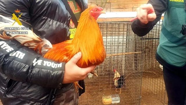 Investigan por maltrato animal al dueño que denunció el robo viral de gallos