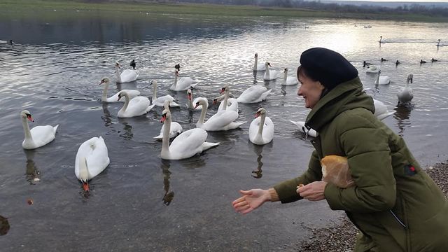 Alertă în Soroca: Gripă aviară, confirmată la o lebădă găsită moartă pe malul Nistrului