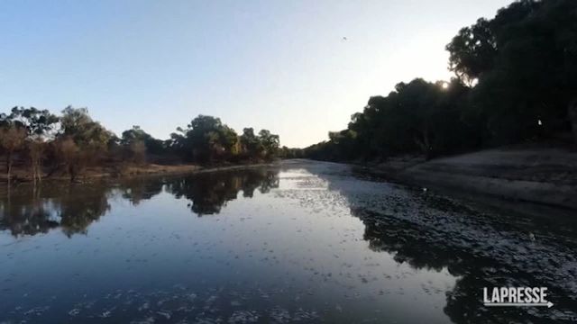 Australia, milioni di pesci morti intasano il fiume Darling. Cosa è successo