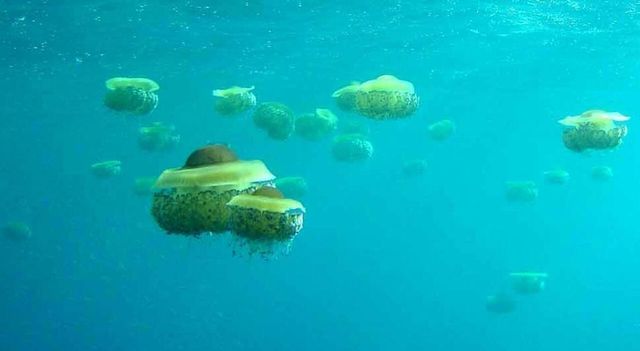 Meduse bloccano tre reattori nucleari a Gravelines, in Francia
