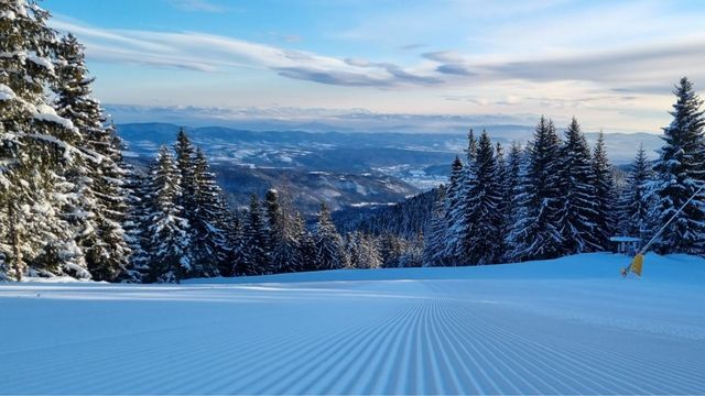 Силният вятър прекърши борове в курорта Боровец
